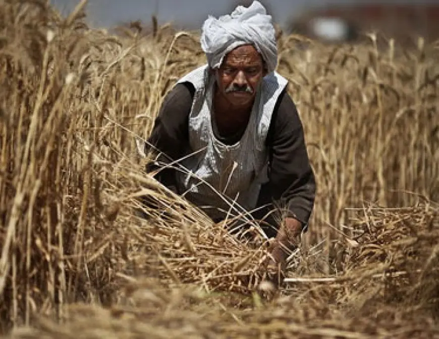 في عيد الفلاح الـ72.. مؤشرات قطاع الزراعة بمصر وصموده أمام التحولات الاقتصادية