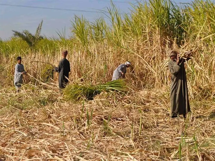 وزير الزراعة: سعر توريد محصول قصب السكر تاريخي.. واحتياطي القمح يتخطى 6 أشهر