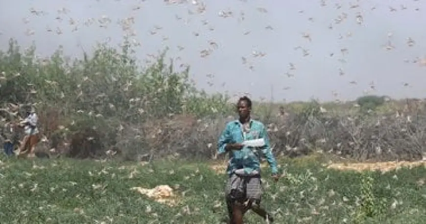 خبير زراعة سوداني: نحتاج دعم المنظمات الدولية لتعويض نقص معدات مكافحة الجراد