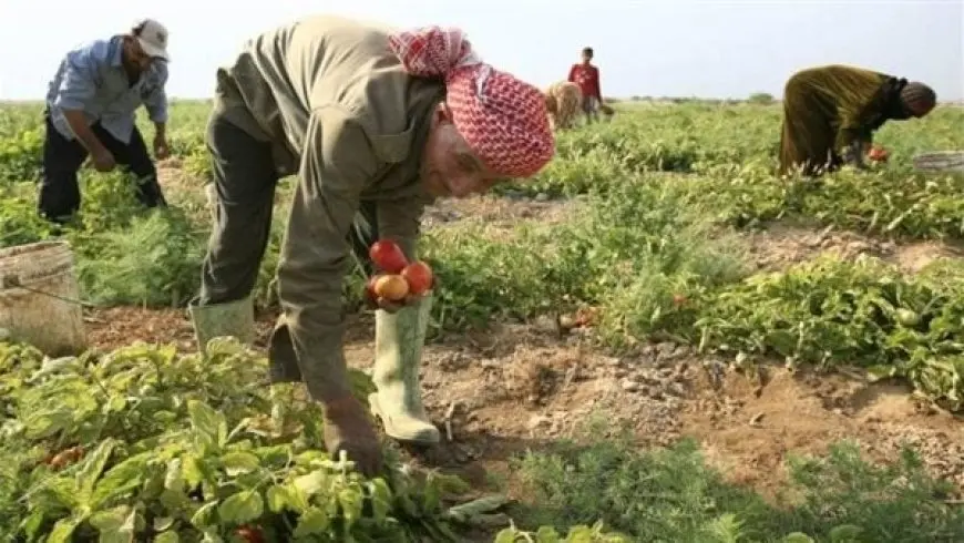 شعبة الخضروات والفاكهة: درجات الحرارة تسببت في خفض معدلات إنتاج العروة الصيفية بأكثر من 50%