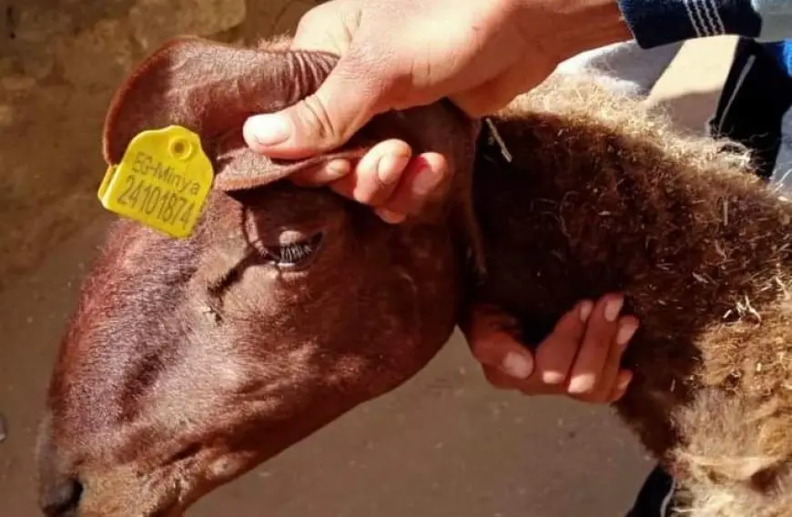 انطلاق القوافل البيطرية المجانية لحماية الثروة الحيوانية في الوادي الجديد