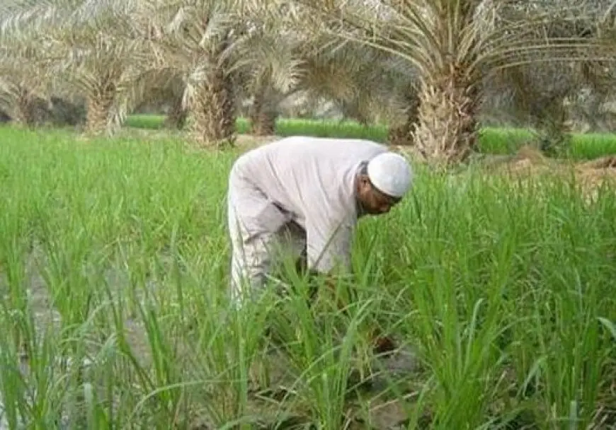 الزراعة تطلق حملة «معاك في الغيط» لنشر الوعي لدى المزارعين عبر السوشيال ميديا